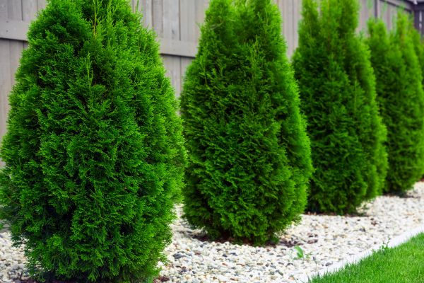 Arborvitae Planting in Sparks