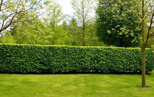 Hedge Planting in Sparks