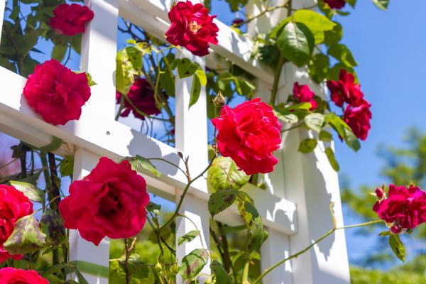 Home Gardening Service in Sparks