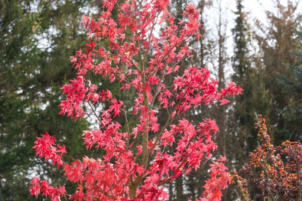 Japanese Maple Planting in Sparks