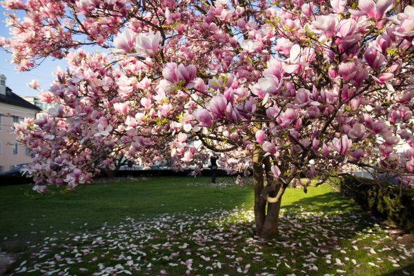 Magnolia Tree Planting in Sparks