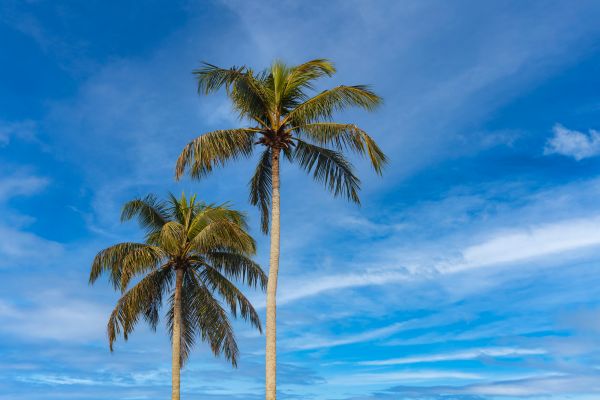 Palm Tree Planting in Sparks