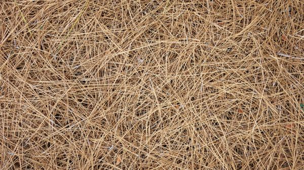 Pine Needles Delivery in Sparks