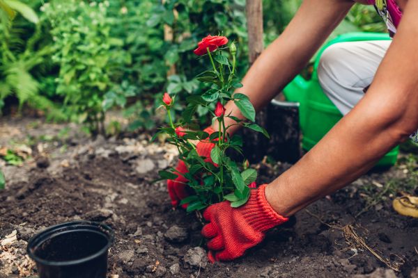 Planting Service in Sparks