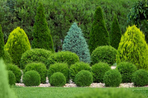 Shrub Replacement in Sparks