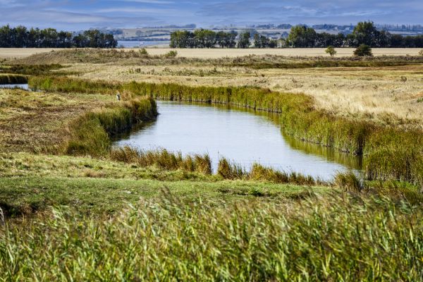 Swale Landscaping in Sparks