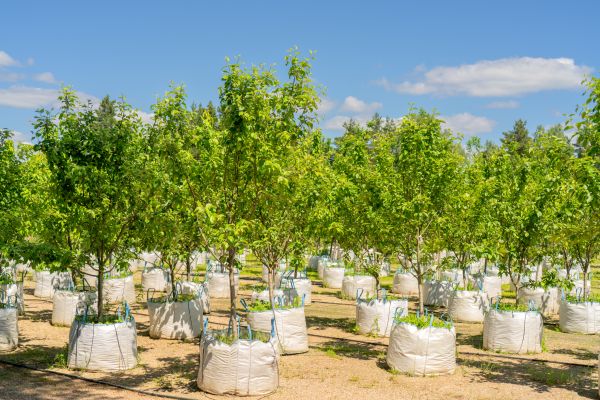 Tree Planting Service in Sparks