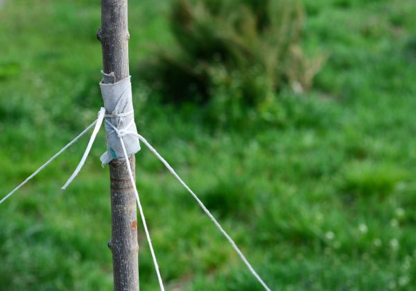 Tree Staking Service in Sparks