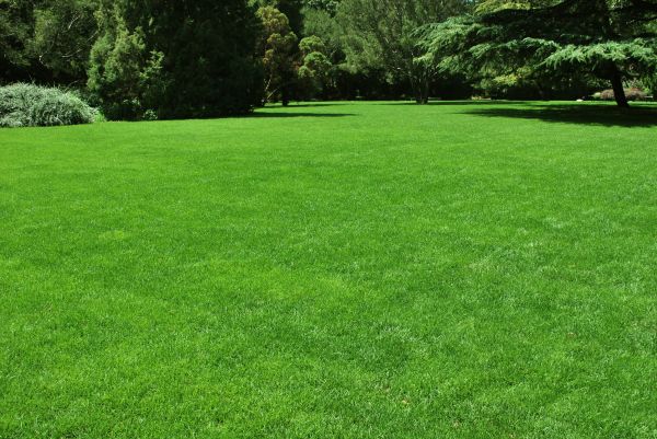 Lawn Landscaping in Sparks