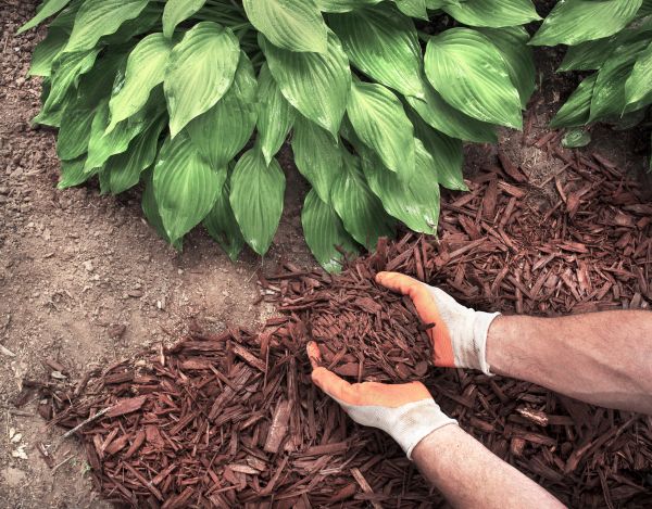 Shredded Mulch Service in Sparks