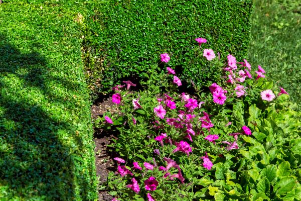 Softscaping Service in Sparks