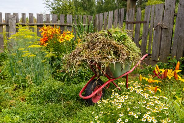 Garden Cleanup Service in Sparks