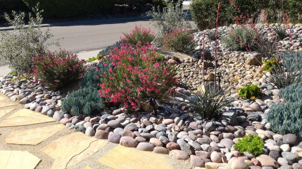 Xeriscape Landscaping in Sparks