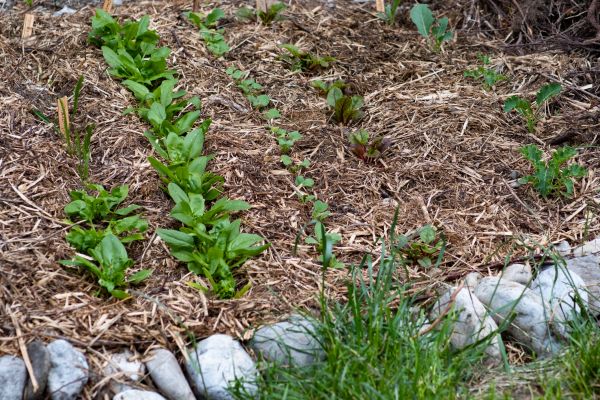 Mulch Service in Sparks