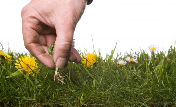 Lawn Weeding in Sparks