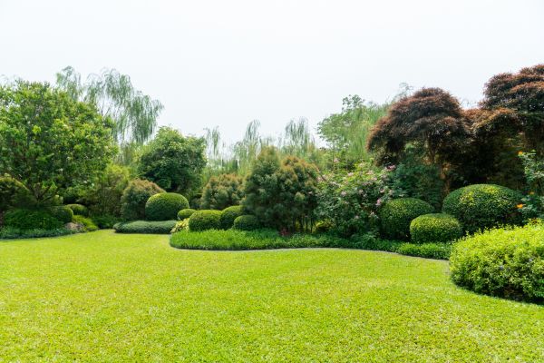 Tree Landscaping in Sparks