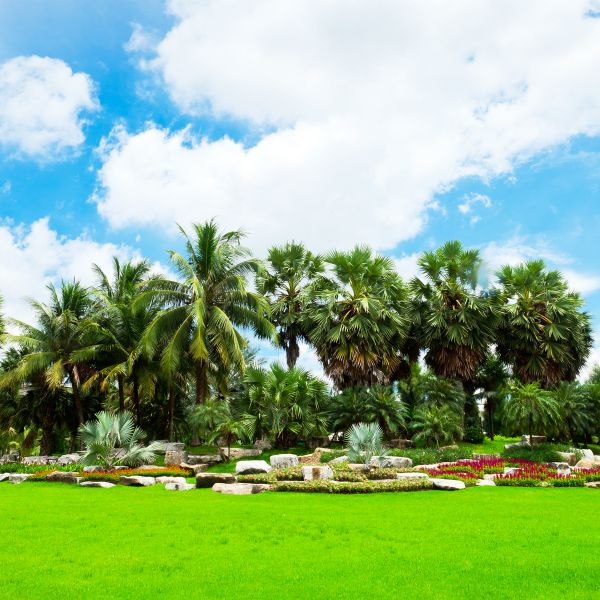 Tropical Landscaping in Sparks