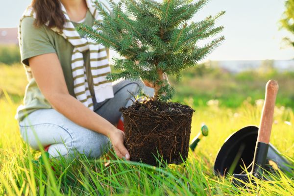 Spruce Tree Planting in Sparks