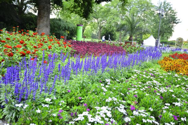 Perennials Planting in Sparks