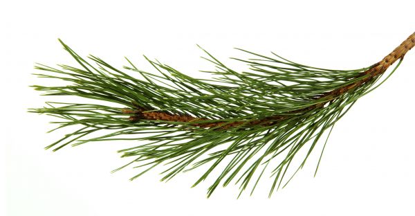 Pine Needles Installation in Sparks