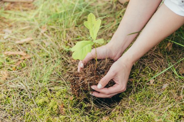 Oak Tree Planting in Sparks