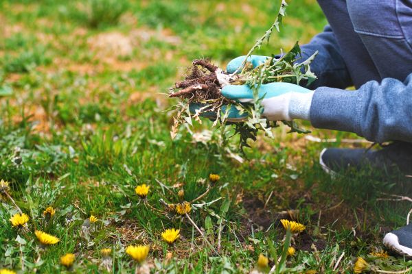 Flower Bed Clearing in Sparks