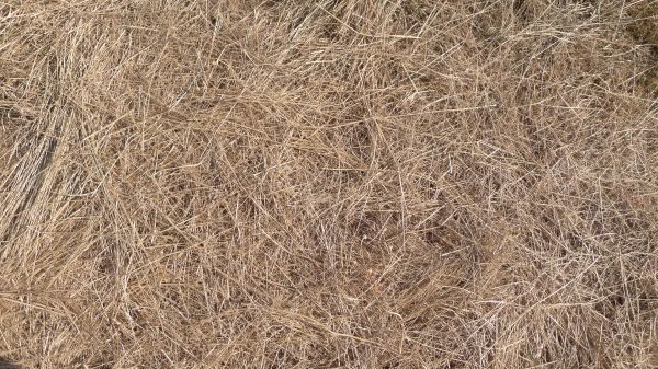 Pine Straw Replacement in Sparks