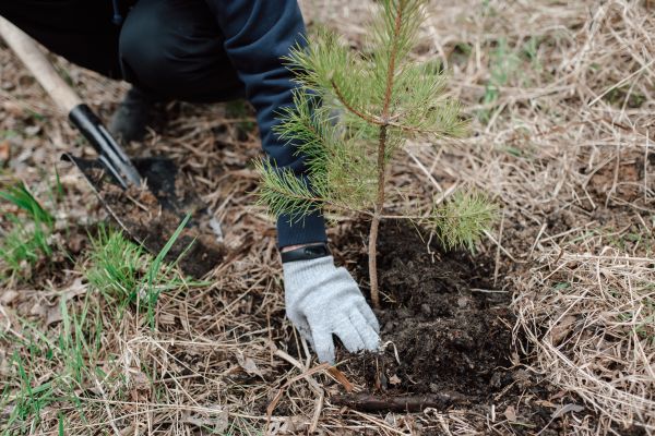 Pine Tree Planting in Sparks