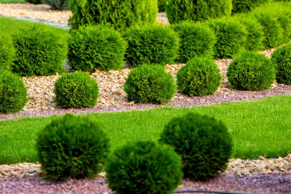 Bush Replacement in Sparks
