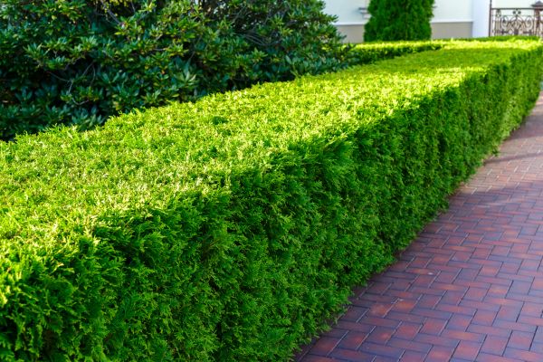 Hedge Installation in Sparks