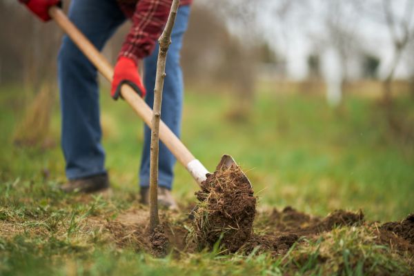 Trees Planting in Sparks