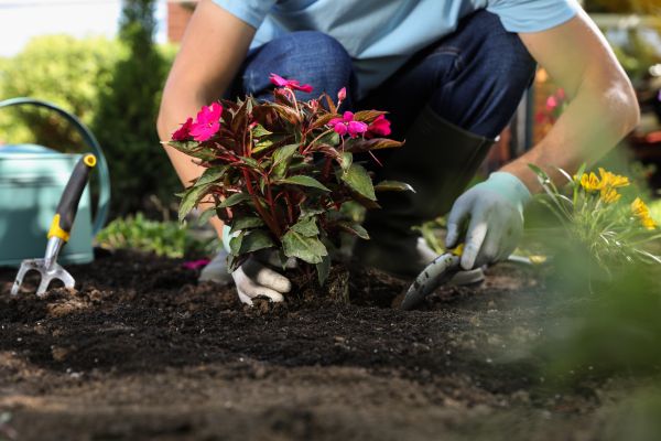 Plant Replacement in Sparks