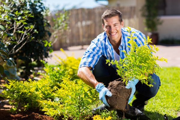 Shrub Landscaping in Sparks