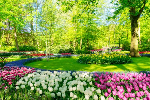 Flower Landscaping in Sparks