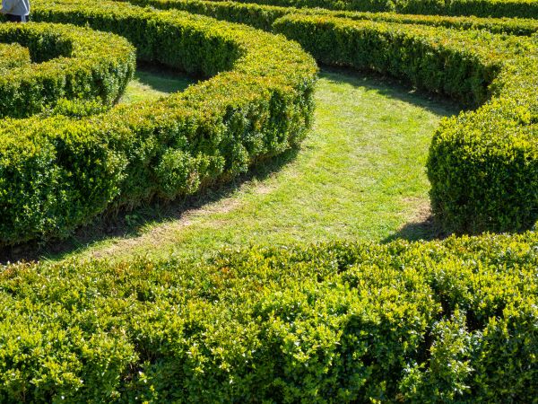 Bush Landscaping in Sparks