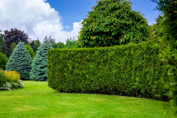 Hedge Landscaping in Sparks