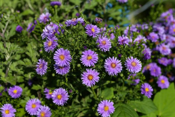 Perennial Flower Planting in Sparks