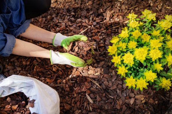 Plant Bed Mulching in Sparks