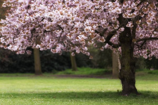 Cherry Tree Planting in Sparks
