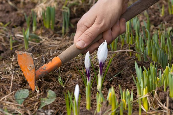 Flower Garden Weeding in Sparks