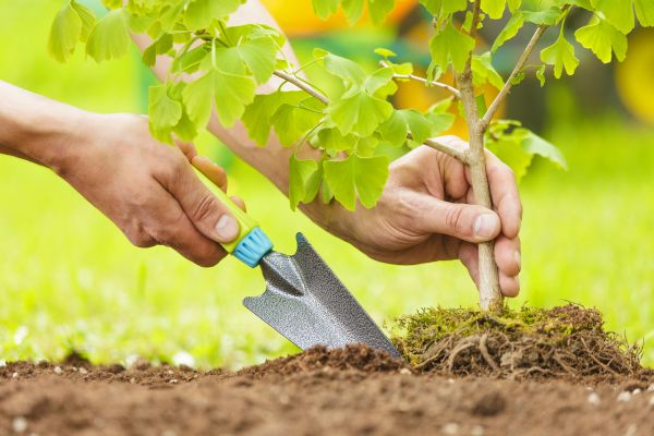 Fruit Tree Planting in Sparks