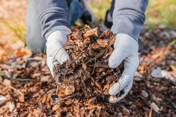 Shredded Mulch Installation in Sparks