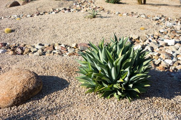 Xeriscaping Service in Sparks