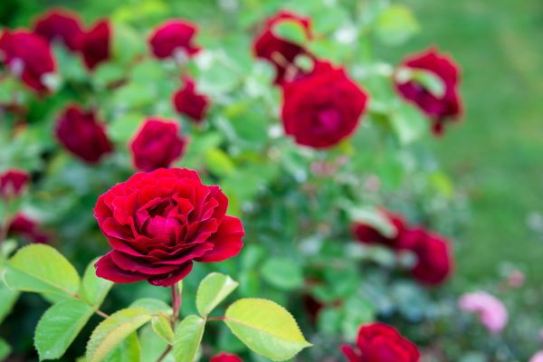 Rose Planting in Sparks