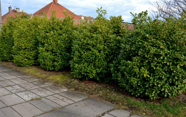 Privacy Shrub Installation in Sparks