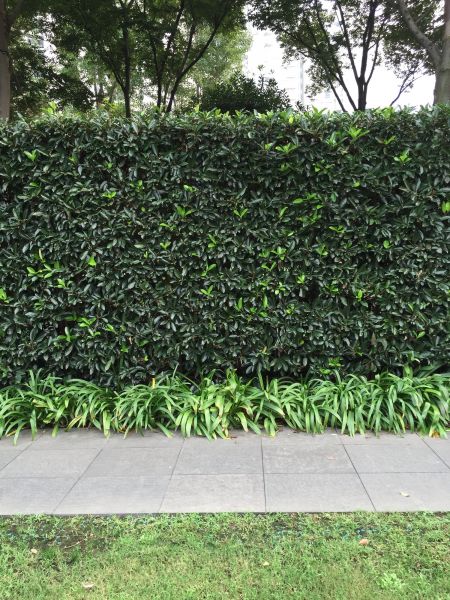 Privacy Shrub Planting in Sparks