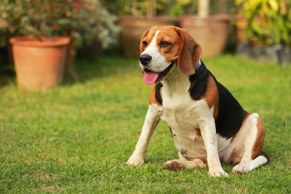 Dog Friendly Landscaping in Sparks