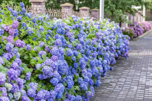 Hydrangea Landscaping in Sparks