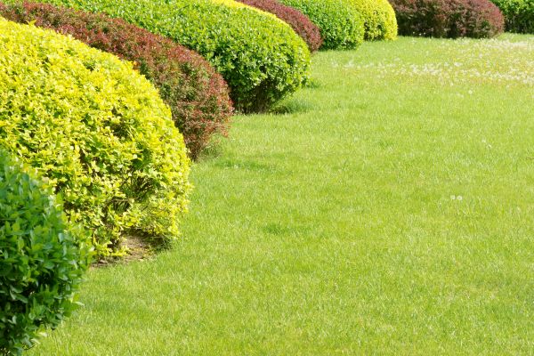 Shrubbery Planting in Sparks
