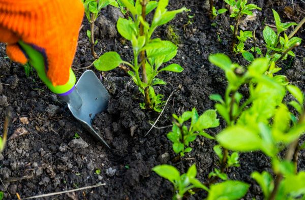 Hydrangea Planting in Sparks